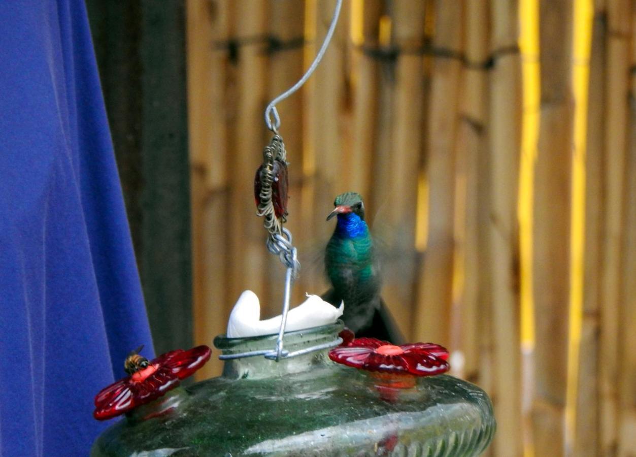 Hostel Casa Chuparrosa San Miguel de Allende Zewnętrze zdjęcie